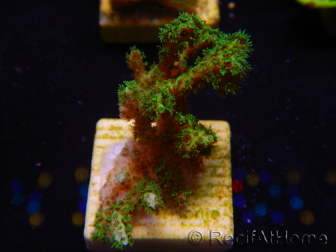 WYSIWYG Pocillopora damicornis jaune vert 1B5