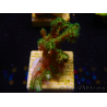 WYSIWYG Pocillopora damicornis jaune vert 1B5