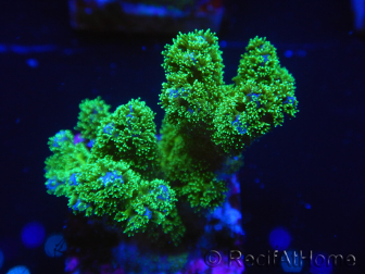 WYSIWYG Pocillopora damicornis amarillo verde 1B4