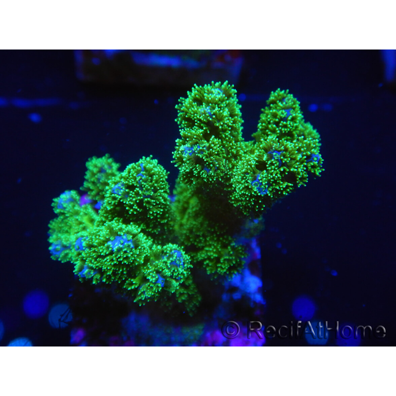 WYSIWYG Pocillopora damicornis jaune vert 1B4