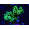 WYSIWYG Pocillopora damicornis jaune vert 1B4