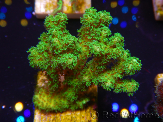 WYSIWYG Pocillopora damicornis jaune vert 1B4