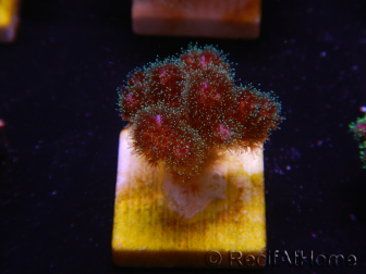 Pocillopora damicornis rosa WYSIWYG 1C6