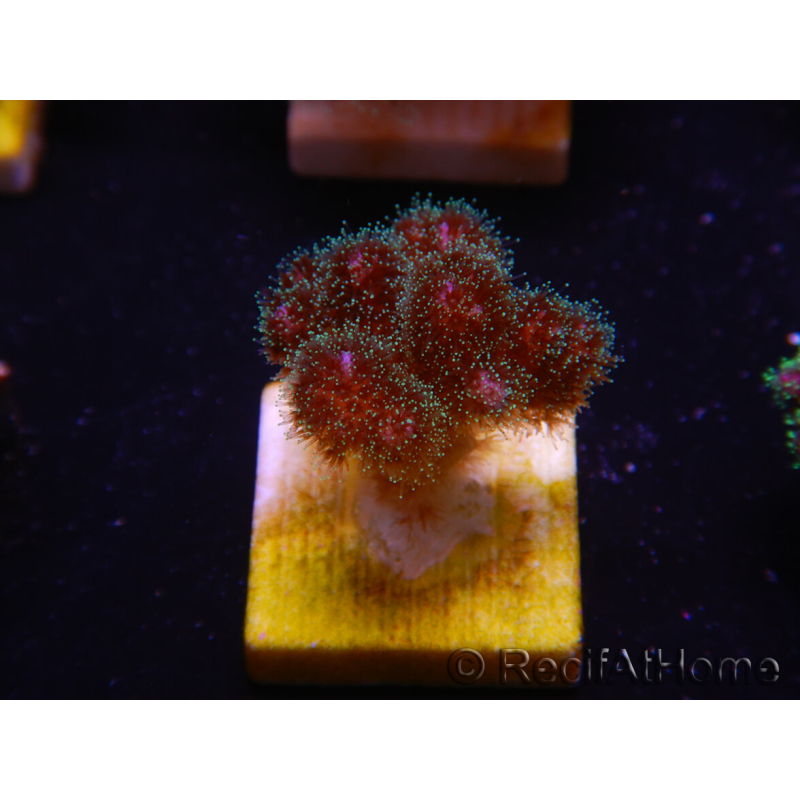 Pocillopora damicornis rosa WYSIWYG 1C6