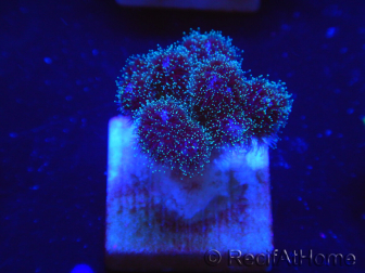 Pocillopora damicornis rosa WYSIWYG 1C6