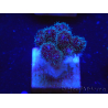 Pocillopora damicornis rosa WYSIWYG 1C6