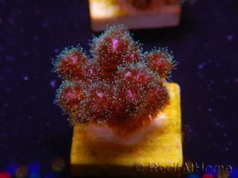 WYSIWYG Pocillopora damicornis pink 1C3