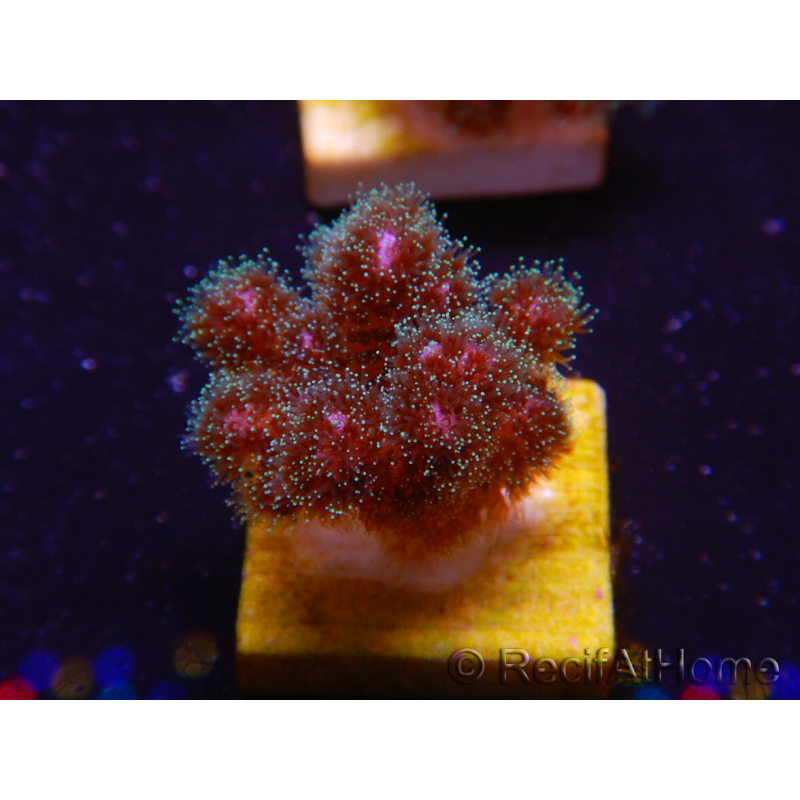 WYSIWYG Pocillopora damicornis pink 1C3