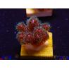 WYSIWYG Pocillopora damicornis pink 1C3