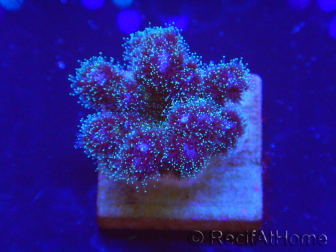 WYSIWYG Pocillopora damicornis pink 1C3