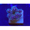 WYSIWYG Pocillopora damicornis pink 1C3