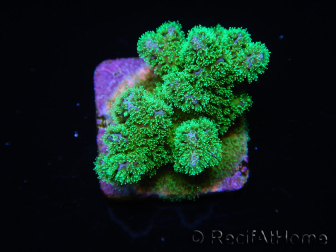 Pocillopora damicornis green Ultra S