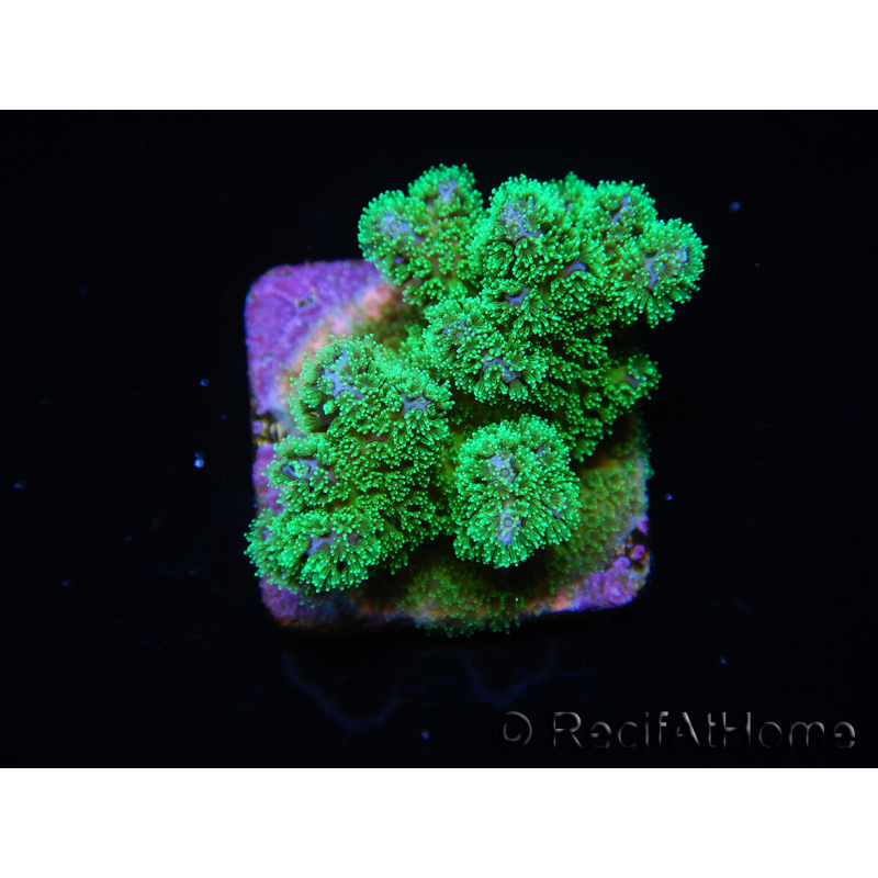 Pocillopora damicornis grün Ultra S