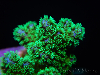 Pocillopora damicornis green Ultra S