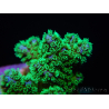 Pocillopora damicornis green Ultra S