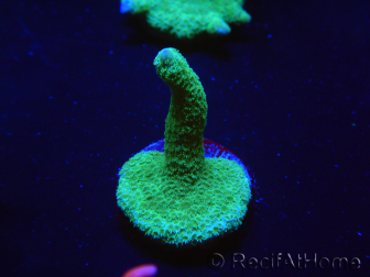 WYSIWYG - Green Montipora digitata 1N6