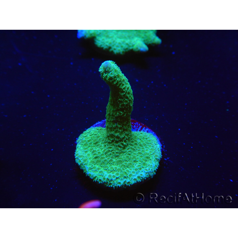 WYSIWYG - Green Montipora digitata 1N6