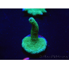 WYSIWYG - Green Montipora digitata 1N6