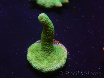 WYSIWYG - Green Montipora digitata 1N6