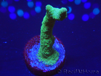 WYSIWYG - Green Montipora digitata 1N5