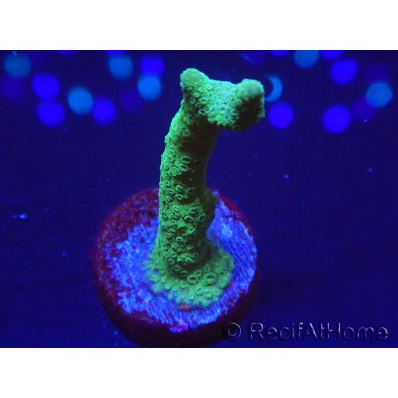 WYSIWYG- Montipora digitata vert 1N5