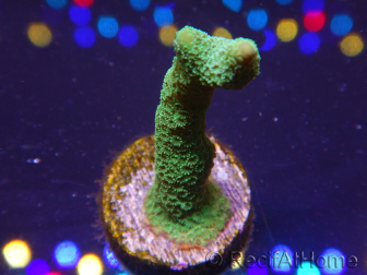 WYSIWYG- Montipora digitata vert 1N5