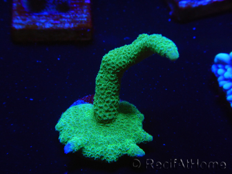 WYSIWYG - Green Montipora digitata 1N3