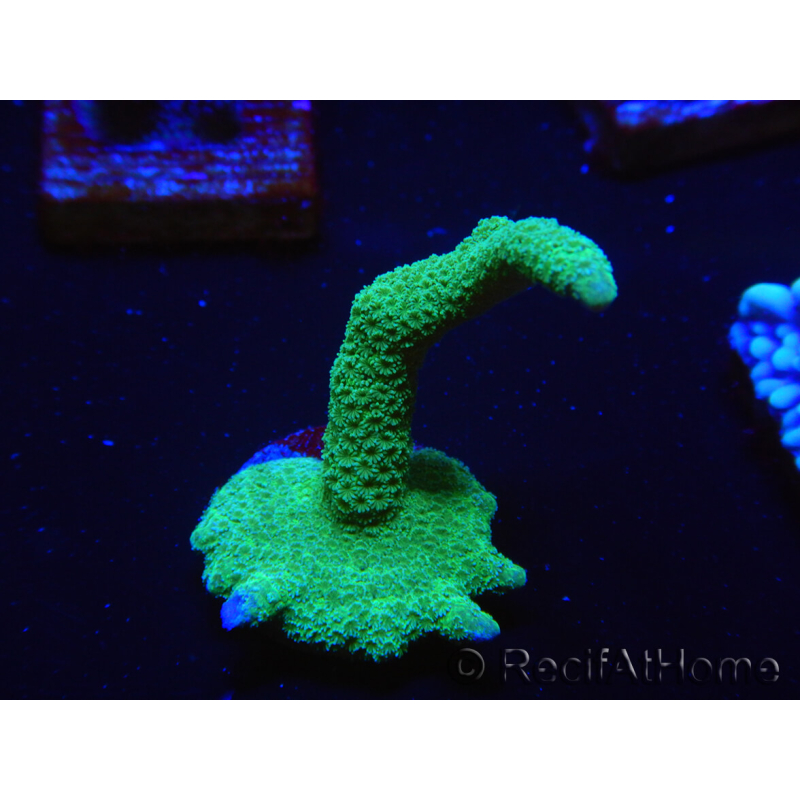 WYSIWYG - Green Montipora digitata 1N3