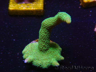 WYSIWYG - Green Montipora digitata 1N3