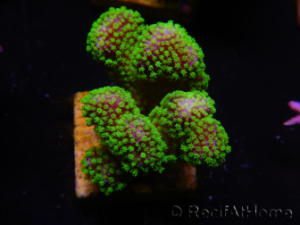 WYSIWYG Stylophora Rosa polipi verde fluorescente 1H6