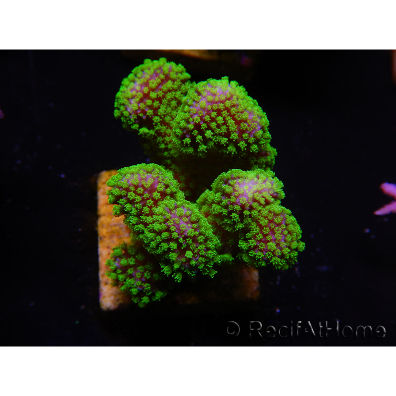 WYSIWYG Stylophora Rosa polipi verde fluorescente 1H6