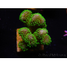 WYSIWYG Stylophora Rosa polipi verde fluorescente 1H6