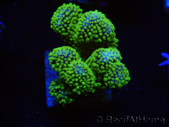 WYSIWYG Stylophora Rosa polipi verde fluorescente 1H6