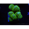 WYSIWYG Stylophora Rose with fluorescent green polyps 1H6