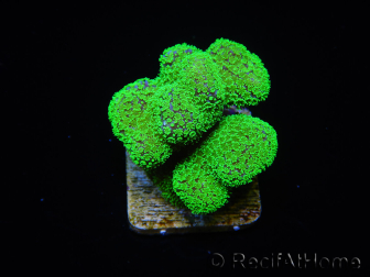 Stylophora Rose green fluorescent polyps size S