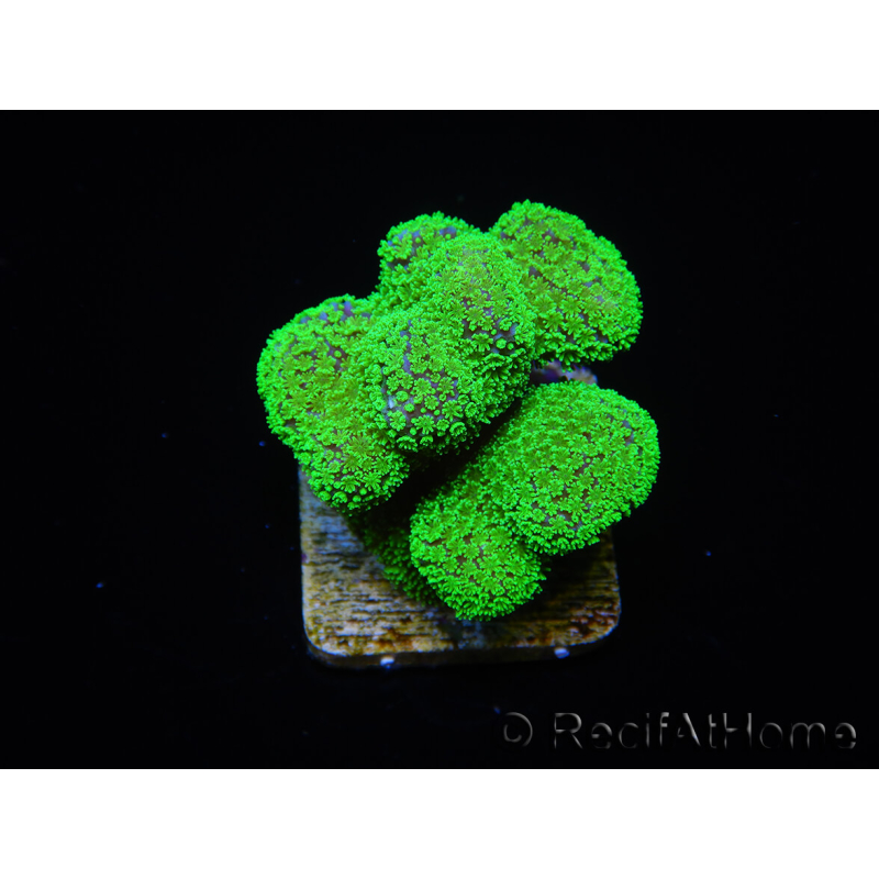 Stylophora Rose polypes vert fluo taille s