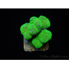 Stylophora Rose polypes vert fluo taille s