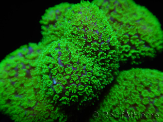 Stylophora Rose polypes vert fluo taille s