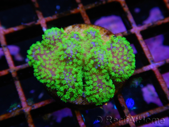 Stylophora Rose polypes vert fluo taille s