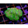 Stylophora Rose polypes vert fluo taille s