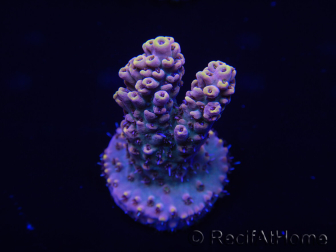 WYSIWYG Acropora tenuis 15A6 Maricoltura acclimatata a LED