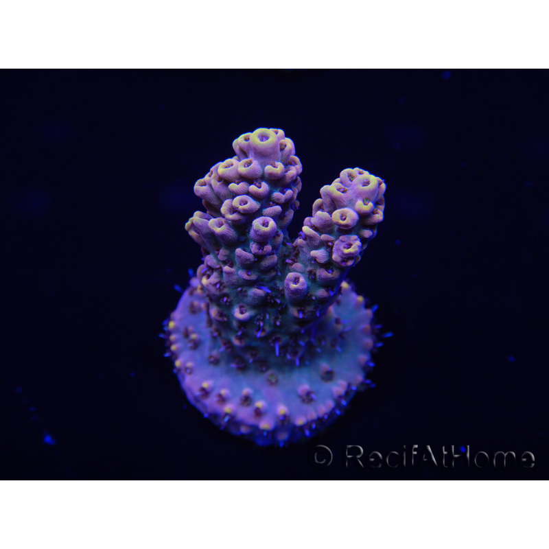 WYSIWYG Acropora tenuis 15A6 Maricoltura acclimatata a LED