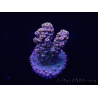 WYSIWYG Acropora tenuis 15A6 Maricoltura acclimatata a LED