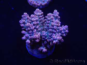 WYSIWYG Acropora tenuis 15A8 Maricoltura acclimatata led