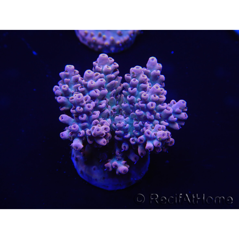 WYSIWYG Acropora tenuis 15A8 Maricoltura acclimatata led