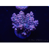 WYSIWYG Acropora tenuis 15A8 Maricoltura acclimatata led