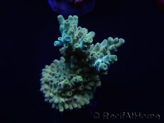 WYSIWYG Acropora tenuis 15B5 Maricultura acclimatata led