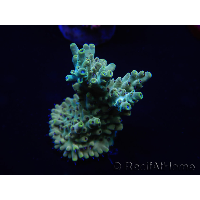 WYSIWYG Acropora tenuis 15B5 Maricultura acclimatata led