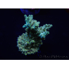 WYSIWYG Acropora tenuis 15B5 Maricultura acclimatata led