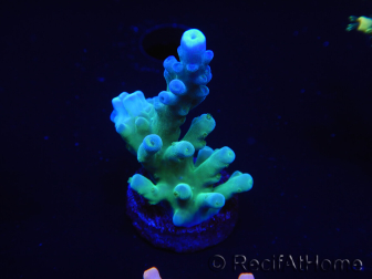 WYSIWYG Acropora 15B8 Australia acclimatato a led